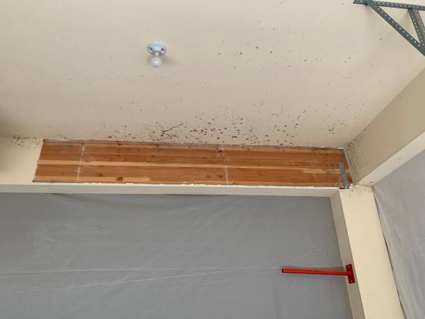  Castle Hills, TX Mold Removal Pros