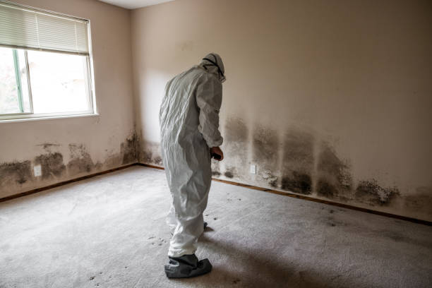 Best Water Damage & Mold Remediation  in Castle Hills, TX