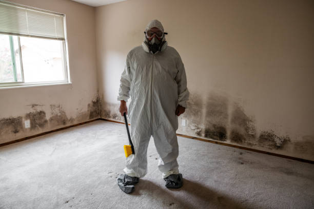 Trusted Castle Hills, TX Mold Removal Experts